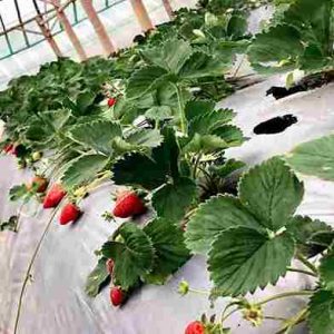 Kebun Strawberry Malang